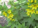 lysimachia punctata