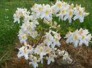 azalea Schneegold
