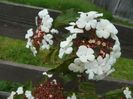 viburnum sarg. Onondaga