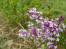 syringa Palibin
