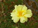 Harison's Yellow