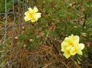 Harison's Yellow