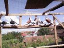IMG10126