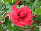 Picture 7798