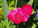anemoniflora