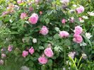 Cottage rose