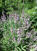 salvia officinalis
