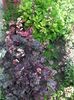 heuchera