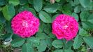Rose de Rescht