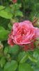 Mary Ann
