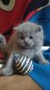 British Shorthair blue