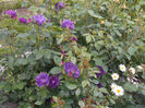 rhapsody in blue