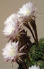 cactusi-flori albe