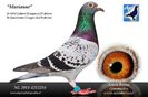 nl11-1213210_Marianne_beens_0