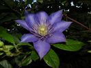 Multiblue