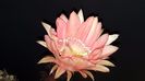 Echinopsis Rheinsalm