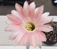 Echinopsis Rheinsalm