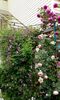orca-image-1495807082454.jpg_1495807083793