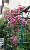 orca-image-1495806983502.jpg_1495806983830