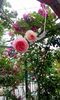 orca-image-1495683506135.jpg_1495683506463