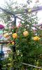 orca-image-1495683487446.jpg_1495683487784