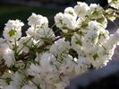 Spirea Prunifolia