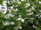 philadelphus inodorus