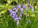 sibirica Blue King