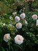 Crocus rose