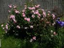 Cottage rose