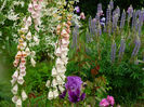 Digitalis somon