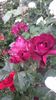 20170527_104751 - Copy