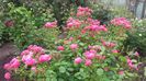 20170527_104926 - Copy