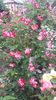 20170527_105207 - Copy