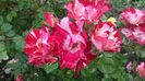 20170527_105235 - Copy