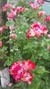 20170527_105241 - Copy