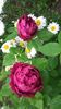 20170527_105321 - Copy