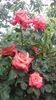 20170527_105600 - Copy