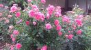 20170527_110001 - Copy