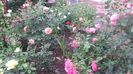 20170527_110226 - Copy