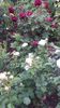 20170527_110303 - Copy