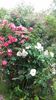 20170527_121905 - Copy