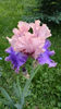 FLORENTINE SILK