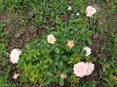 garden of roses