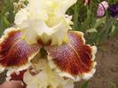 Iris Wonders never Cease
