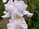 Iris Scandia Delight