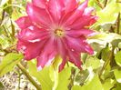 Clematis Caen