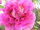 Rosa Kronenbourg