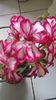 Pelargonium p satirat M.