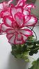 Pelargonium peltatum satirat